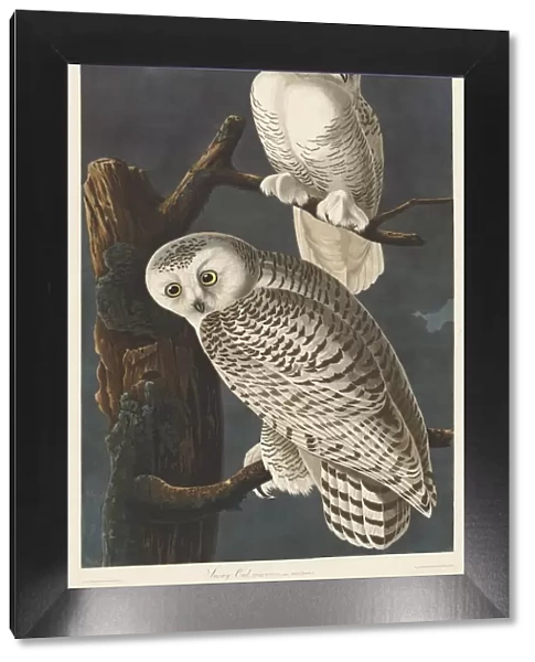 Snowy Owl, 1831. Creator: Robert Havell