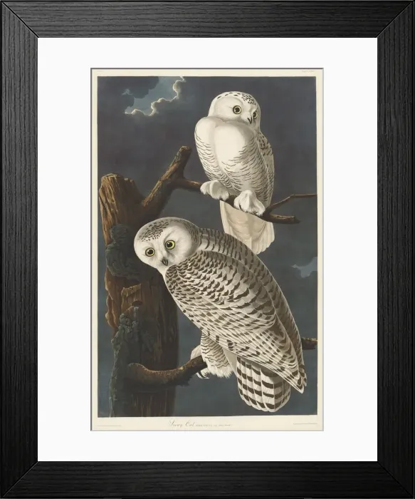 Framed Print : Snowy Owl, 1831. Creator: Robert Havell Framed Print : Snowy Owl, 1831. Creator: Robert Havell