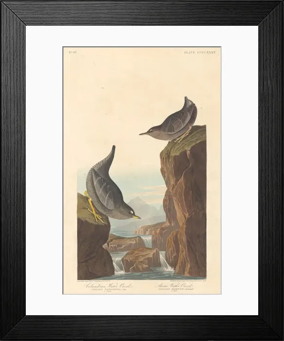 Framed Print : Columbian Water Ouzel and Arctic Water Ouzel, 1838. Creator: Robert Havell Framed Print : Columbian Water Ouzel and Arctic Water Ouzel, 1838. Creator: Robert Havell