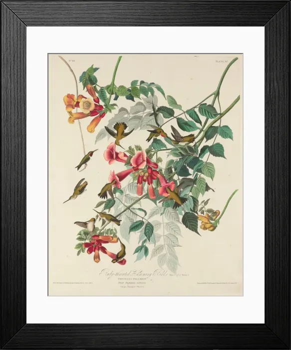 Framed Print : Ruby-throated Humming Bird, 1828. Creator: Robert Havell Framed Print : Ruby-throated Humming Bird, 1828. Creator: Robert Havell