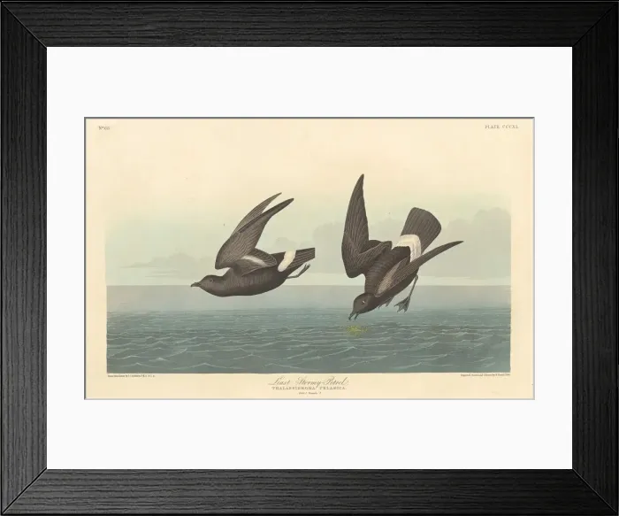 Framed Print : Least Stormy Petrel, 1836. Creator: Robert Havell Framed Print : Least Stormy Petrel, 1836. Creator: Robert Havell