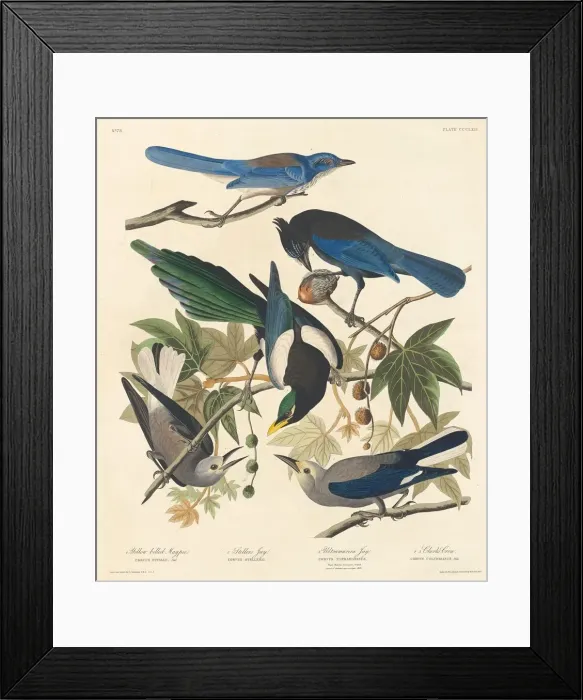 Framed Print : Yellow-billed Magpie, Stellers Jay, Ultramarine Jay and Clarks Crow, 1837 Framed Print : Yellow-billed Magpie, Stellers Jay, Ultramarine Jay and Clarks Crow, 1837