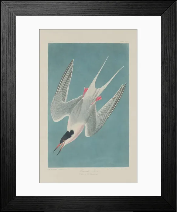 Framed Print : Roseate Tern, 1835. Creator: Robert Havell Framed Print : Roseate Tern, 1835. Creator: Robert Havell