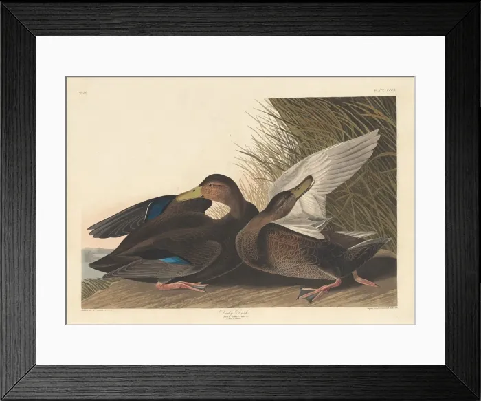 Framed Print : Dusky Duck, 1836. Creator: Robert Havell Framed Print : Dusky Duck, 1836. Creator: Robert Havell
