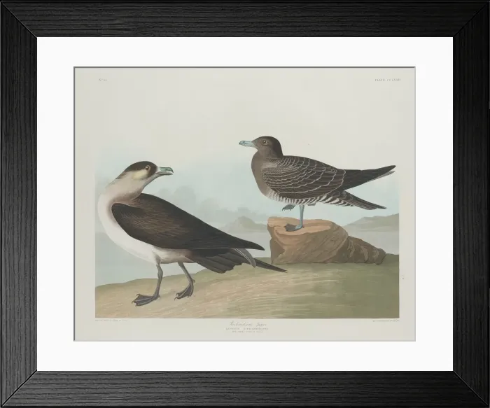 Framed Print : Richardsons Jager, 1835. Creator: Robert Havell Framed Print : Richardsons Jager, 1835. Creator: Robert Havell
