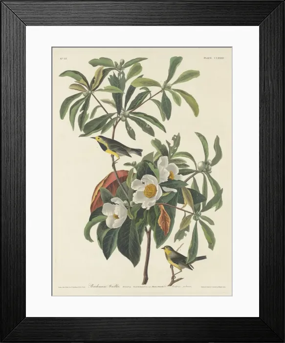 Framed Print : Bachmans Warbler, 1834. Creator: Robert Havell Framed Print : Bachmans Warbler, 1834. Creator: Robert Havell