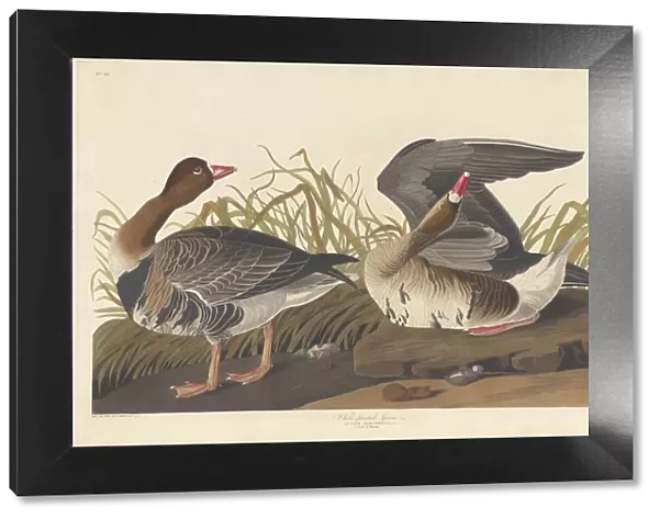 White-fronted Goose, 1836. Creator: Robert Havell