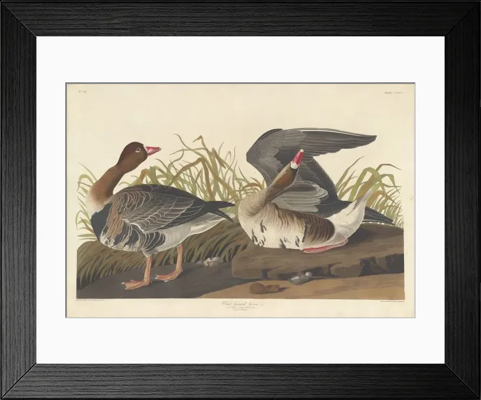 Framed Print : White-fronted Goose, 1836. Creator: Robert Havell Framed Print : White-fronted Goose, 1836. Creator: Robert Havell