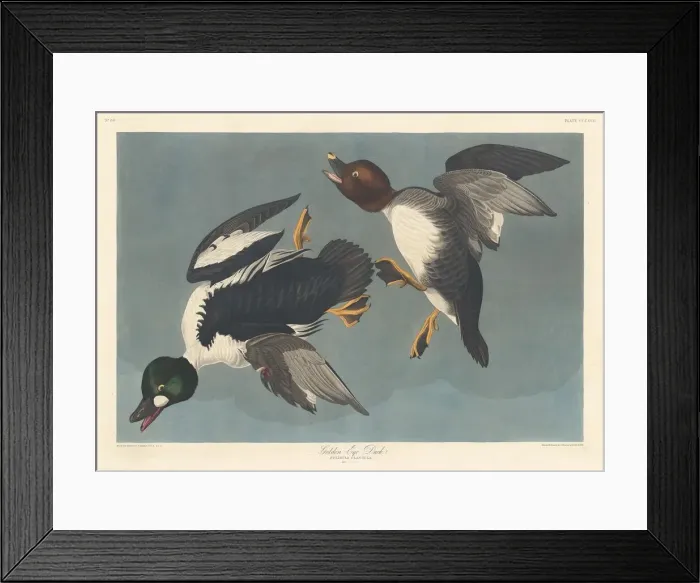 Framed Print : Golden-eye Duck, 1836. Creator: Robert Havell Framed Print : Golden-eye Duck, 1836. Creator: Robert Havell