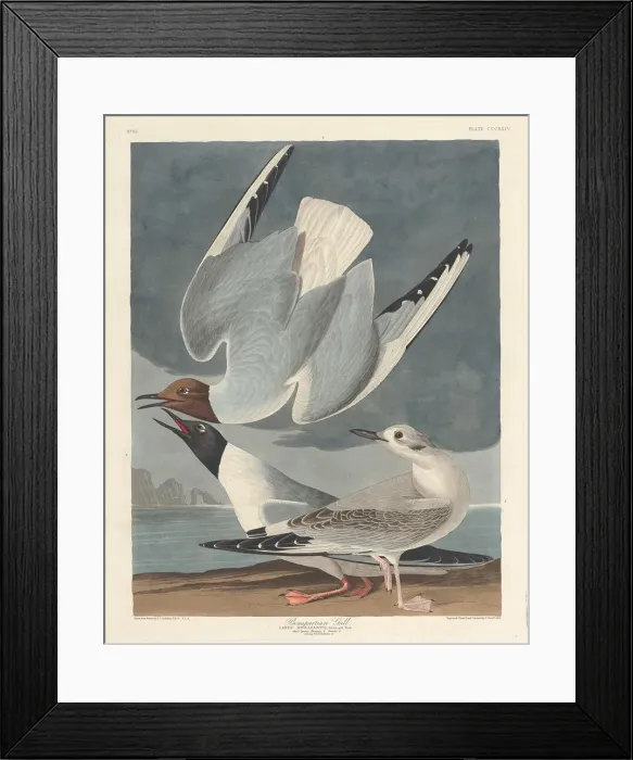 Framed Print : Bonapartian Gull, 1836. Creator: Robert Havell Framed Print : Bonapartian Gull, 1836. Creator: Robert Havell