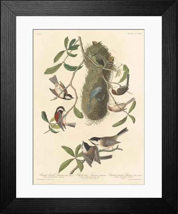 Framed Print : Chestnut-backed Titmouse, Black-capped Titmouse and Chestnut-crowned Titmouse, 1837 Framed Print : Chestnut-backed Titmouse, Black-capped Titmouse and Chestnut-crowned Titmouse, 1837