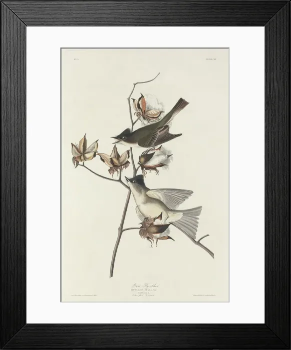Framed Print : Pewit Flycatcher, 1831. Creator: Robert Havell Framed Print : Pewit Flycatcher, 1831. Creator: Robert Havell