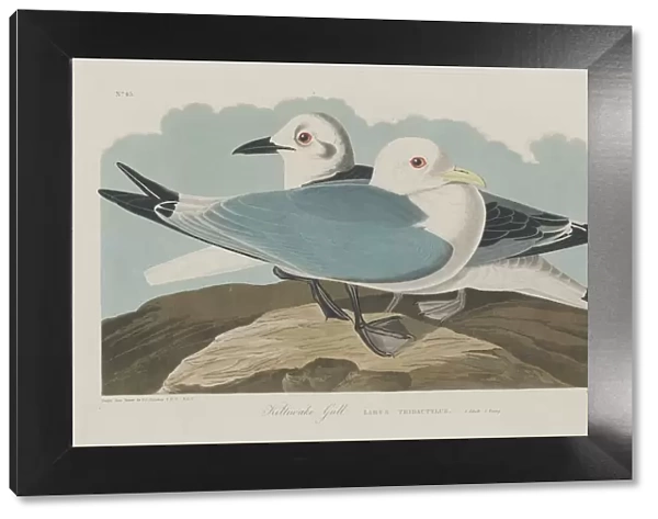 Kittiwake Gull, 1834. Creator: Robert Havell