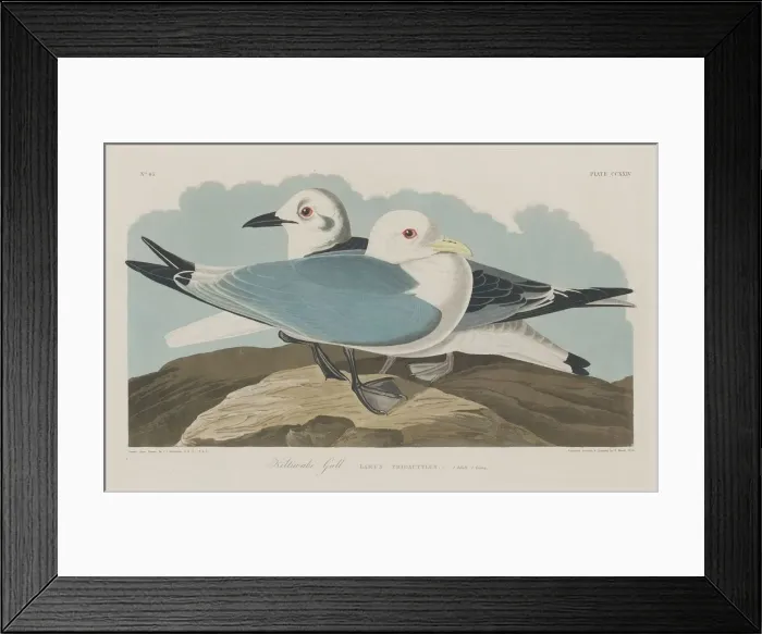 Framed Print : Kittiwake Gull, 1834. Creator: Robert Havell Framed Print : Kittiwake Gull, 1834. Creator: Robert Havell