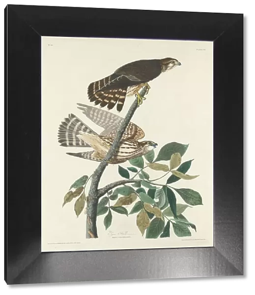 Pigeon Hawk, 1830. Creator: Robert Havell