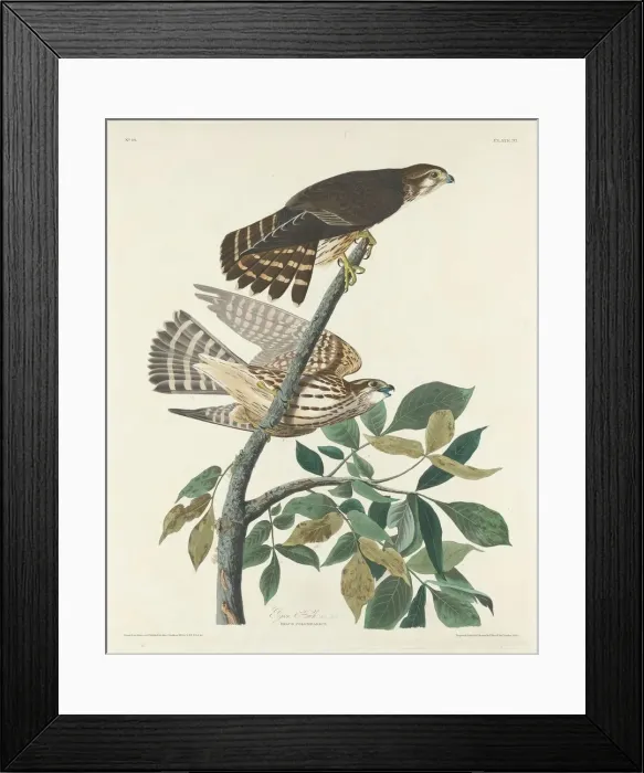 Framed Print : Pigeon Hawk, 1830. Creator: Robert Havell Framed Print : Pigeon Hawk, 1830. Creator: Robert Havell