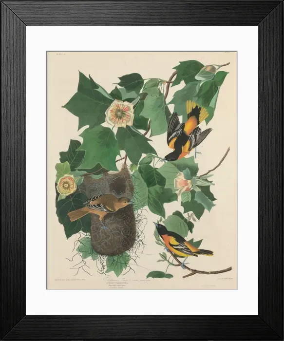 Framed Print : Baltimore Oriole, 1827. Creator: Robert Havell Framed Print : Baltimore Oriole, 1827. Creator: Robert Havell