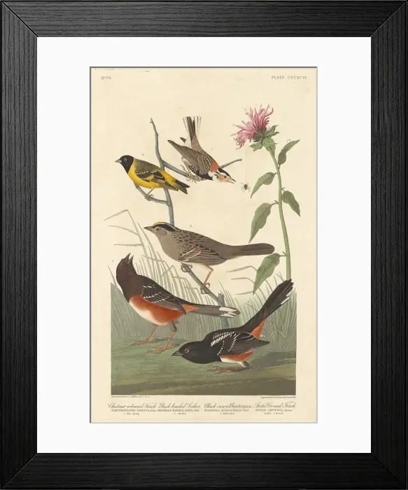 Framed Print : Chestnut-colored Finch, Black-headed Siskin, Black Crown Bunting and Arctic Ground Finch Framed Print : Chestnut-colored Finch, Black-headed Siskin, Black Crown Bunting and Arctic Ground Finch