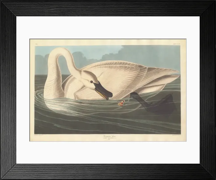 Framed Print : Trumpeter Swan, 1838. Creator: Robert Havell Framed Print : Trumpeter Swan, 1838. Creator: Robert Havell