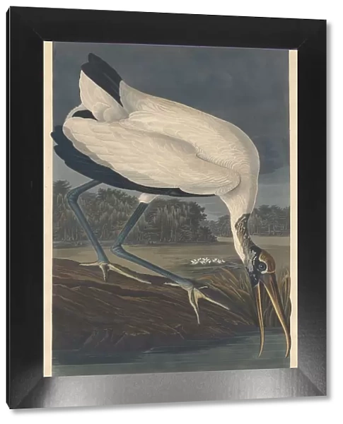 Wood Ibis, 1834. Creator: Robert Havell