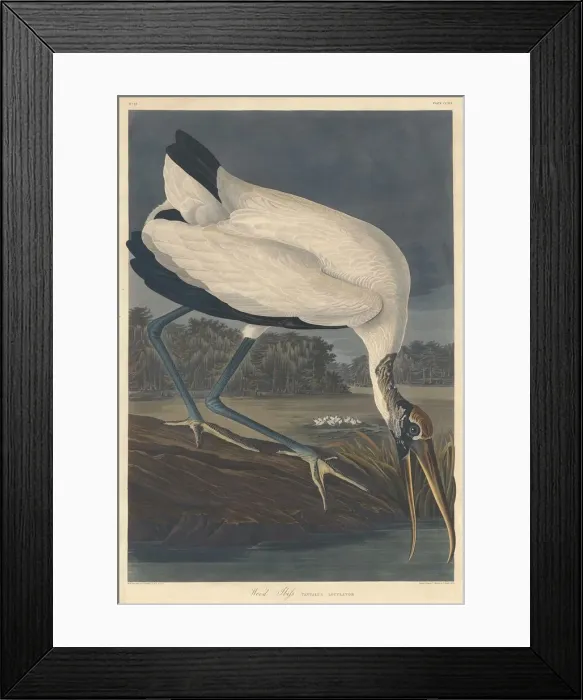 Framed Print : Wood Ibis, 1834. Creator: Robert Havell Framed Print : Wood Ibis, 1834. Creator: Robert Havell