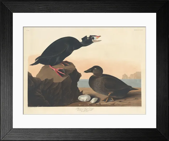 Framed Print : Black or Surf Duck, 1836. Creator: Robert Havell Framed Print : Black or Surf Duck, 1836. Creator: Robert Havell