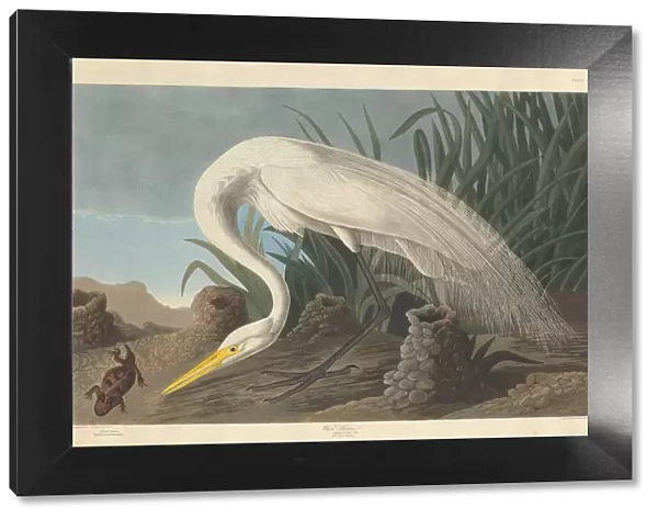 White Heron, 1837. Creator: Robert Havell
