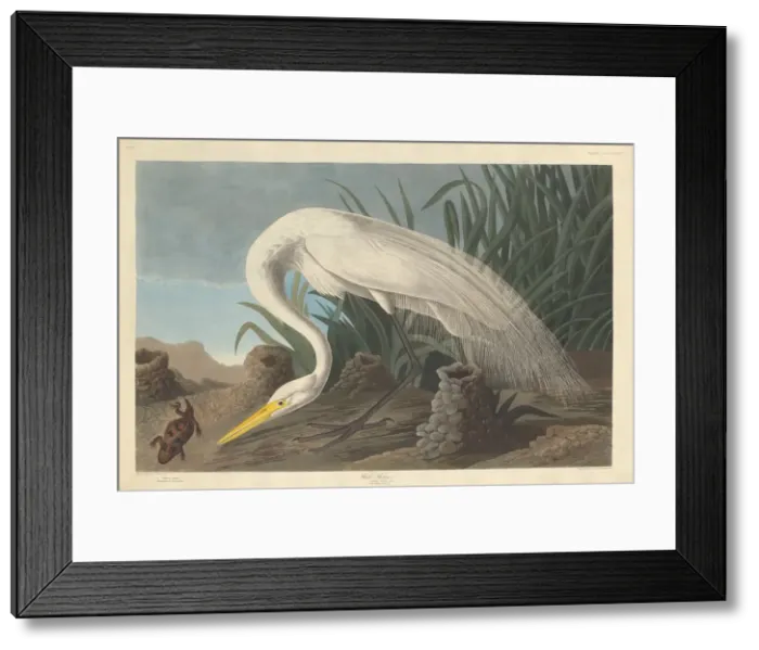 Framed Print : White Heron, 1837. Creator: Robert Havell Framed Print : White Heron, 1837. Creator: Robert Havell