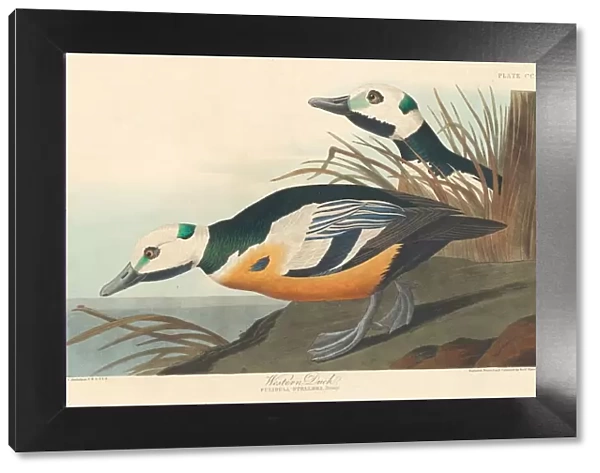 Western Duck, 1838. Creator: Robert Havell