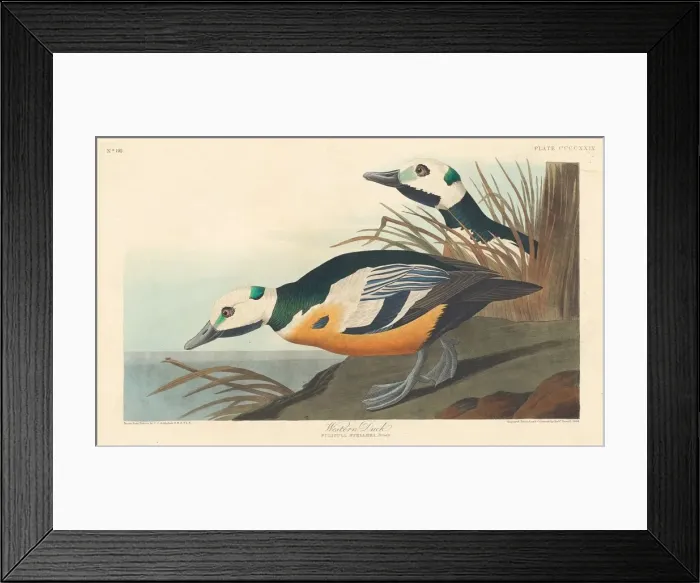Framed Print : Western Duck, 1838. Creator: Robert Havell Framed Print : Western Duck, 1838. Creator: Robert Havell