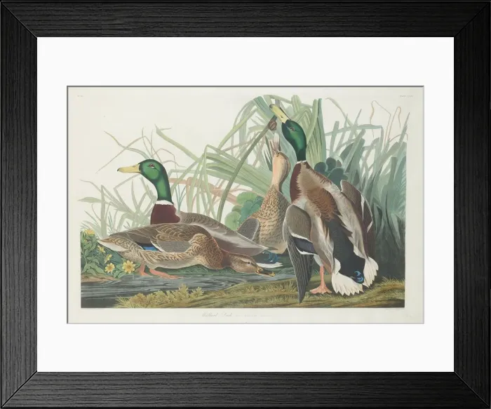 Framed Print : Mallard Duck, 1834. Creator: Robert Havell Framed Print : Mallard Duck, 1834. Creator: Robert Havell