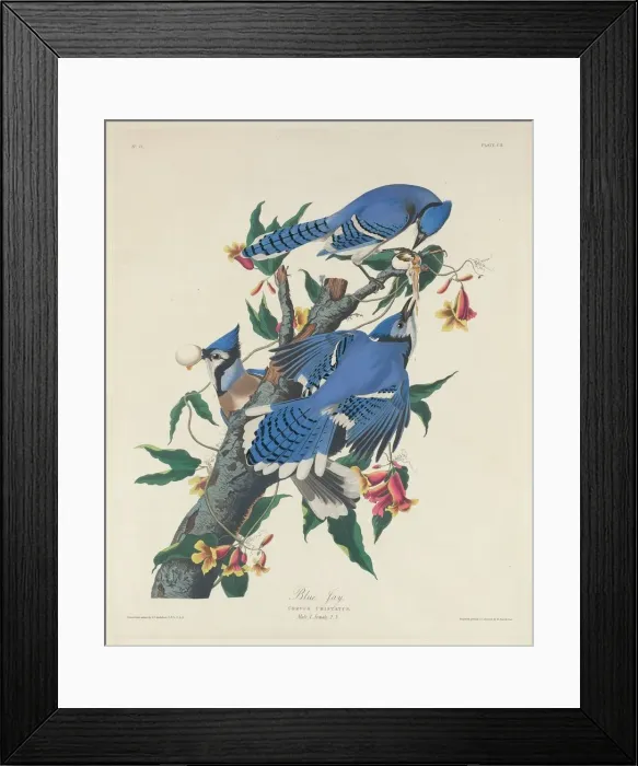 Framed Print : Blue Jay, 1831. Creator: Robert Havell Framed Print : Blue Jay, 1831. Creator: Robert Havell