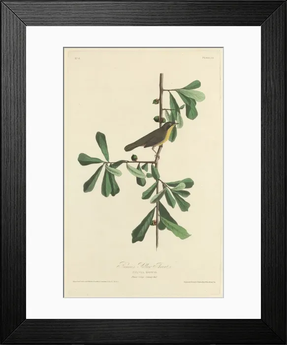 Framed Print : Roscoes Yellow Throat, 1827. Creator: Robert Havell Framed Print : Roscoes Yellow Throat, 1827. Creator: Robert Havell