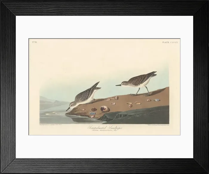 Framed Print : Semi-palmated Sandpiper, 1838. Creator: Robert Havell Framed Print : Semi-palmated Sandpiper, 1838. Creator: Robert Havell