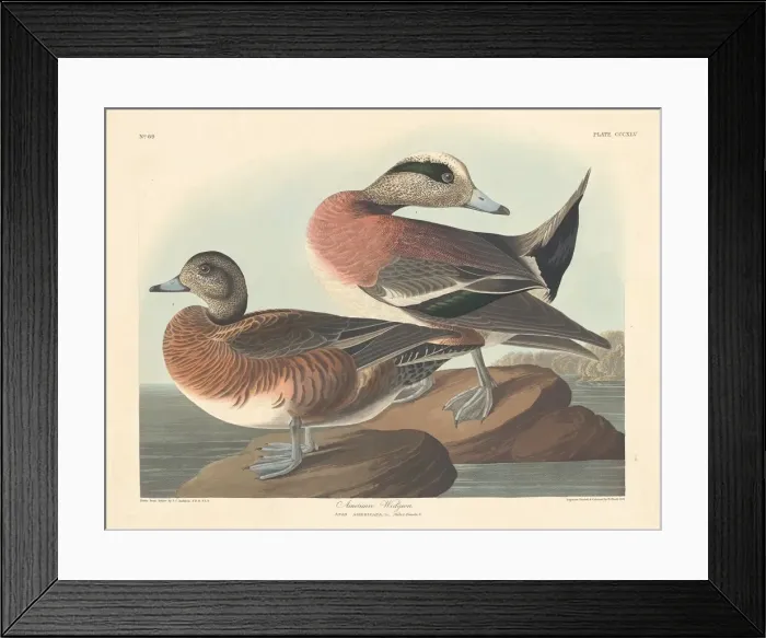 Framed Print : American Widgeon, 1836. Creator: Robert Havell Framed Print : American Widgeon, 1836. Creator: Robert Havell