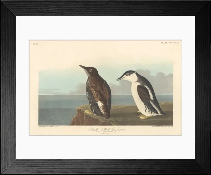 Framed Print : Slender-billed Guillemot, 1838. Creator: Robert Havell Framed Print : Slender-billed Guillemot, 1838. Creator: Robert Havell