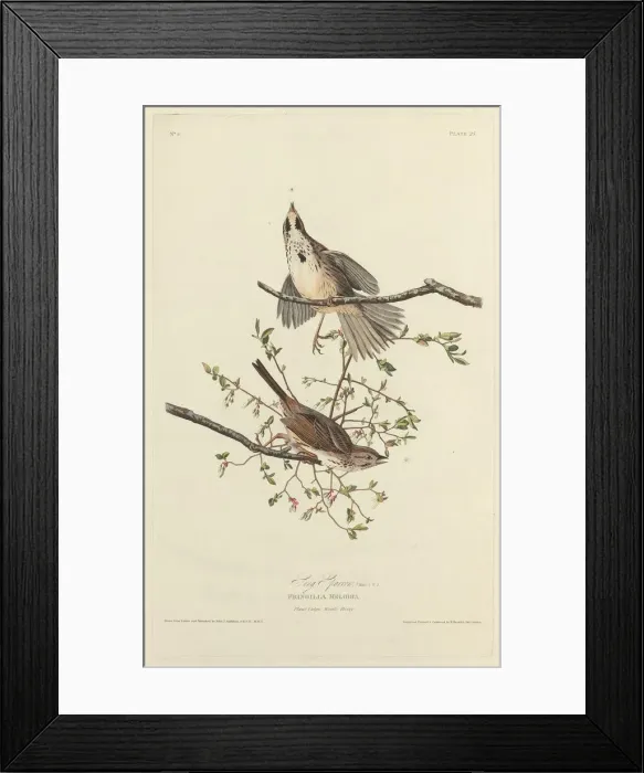 Framed Print : Song Sparrow, 1827. Creator: Robert Havell Framed Print : Song Sparrow, 1827. Creator: Robert Havell