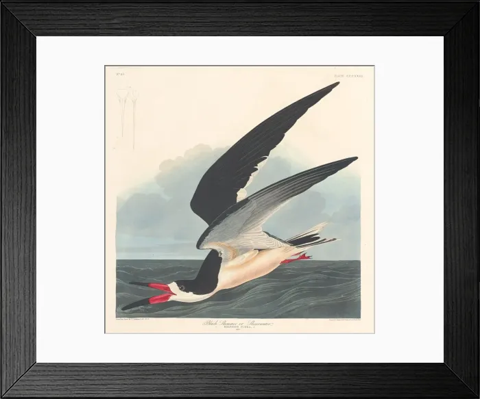 Framed Print : Black Skimmer, 1836. Creator: Robert Havell Framed Print : Black Skimmer, 1836. Creator: Robert Havell