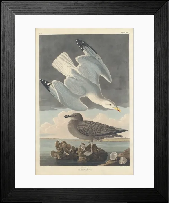 Framed Print : Herring Gull, 1836. Creator: Robert Havell Framed Print : Herring Gull, 1836. Creator: Robert Havell