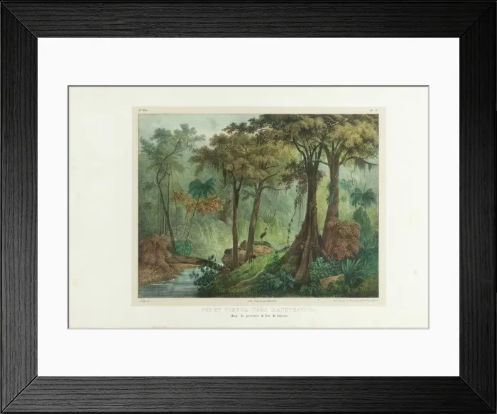 Framed Print : Virgin Forest Near Manqueritipa. From Malerische Reise in Brasilien, 1835 Framed Print : Virgin Forest Near Manqueritipa. From Malerische Reise in Brasilien, 1835