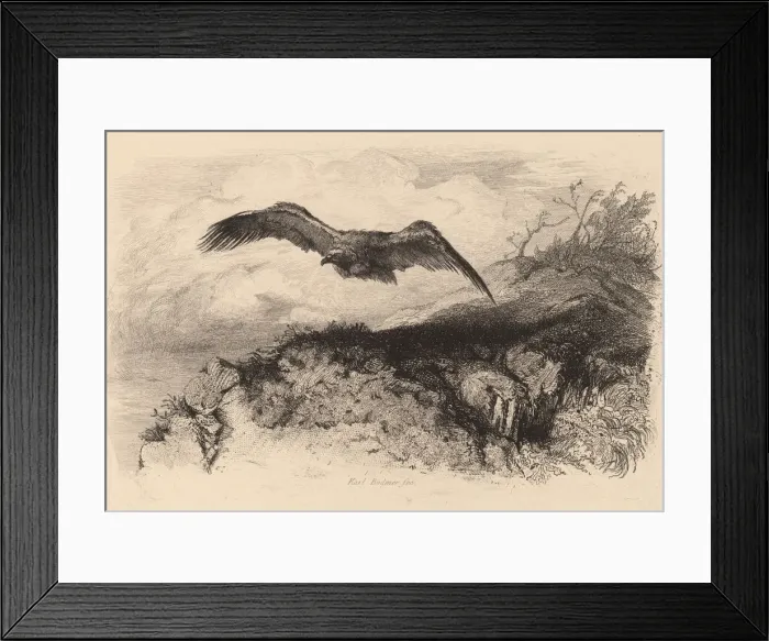 Framed Print : Aigle au vol. Creator: Karl Bodmer Framed Print : Aigle au vol. Creator: Karl Bodmer