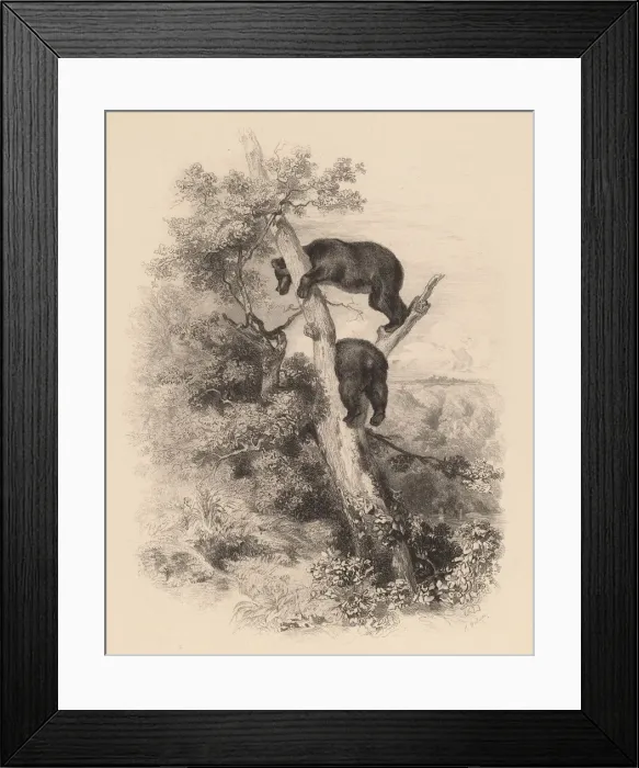 Framed Print : Deux Ours. Creator: Karl Bodmer Framed Print : Deux Ours. Creator: Karl Bodmer