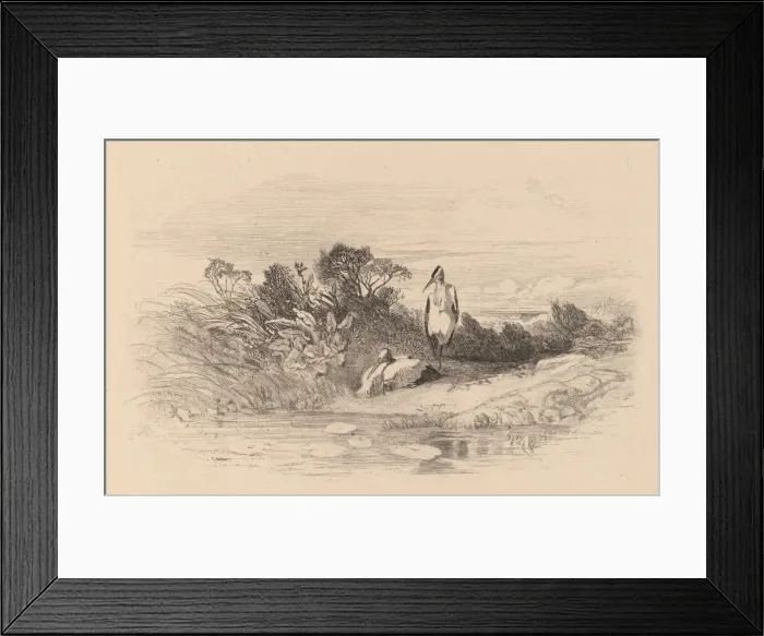 Framed Print : Herons. Creator: Karl Bodmer Framed Print : Herons. Creator: Karl Bodmer