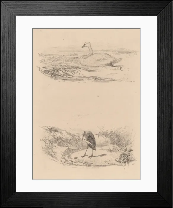 Framed Print : Cygne, heron. Creator: Karl Bodmer Framed Print : Cygne, heron. Creator: Karl Bodmer