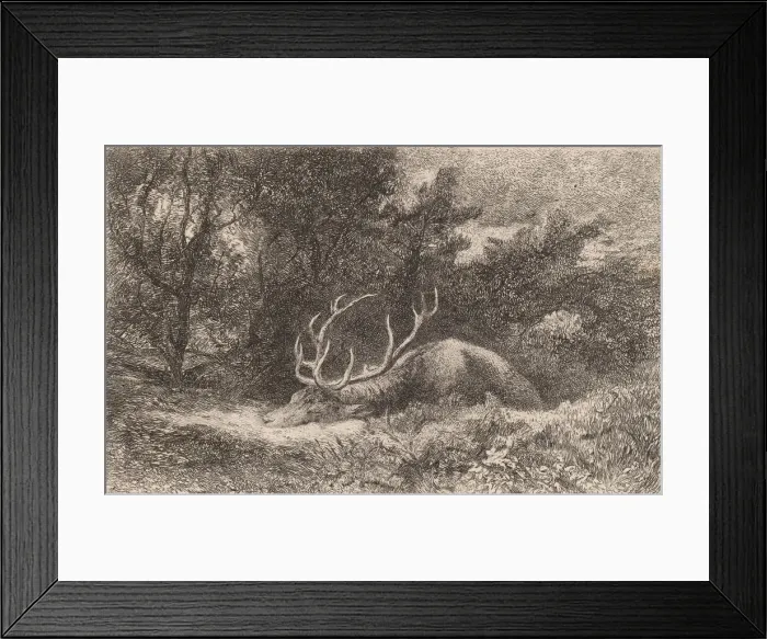 Framed Print : Cerf a la Reposee. Creator: Karl Bodmer Framed Print : Cerf a la Reposee. Creator: Karl Bodmer