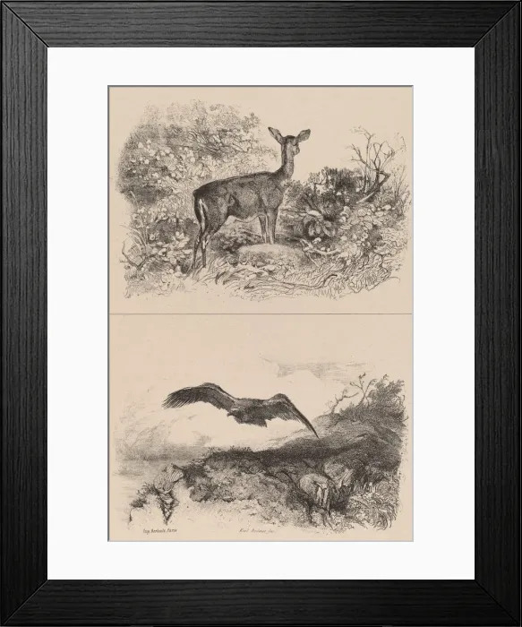 Framed Print : Biche, Aigle. Creator: Karl Bodmer Framed Print : Biche, Aigle. Creator: Karl Bodmer
