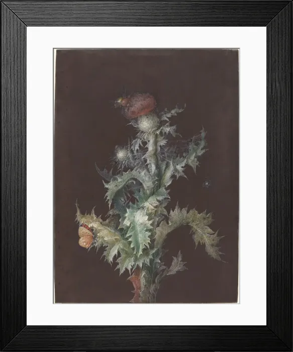 Framed Print : Thistle with Insects, c. 1755. Creator: Johann Christoph Dietzsch Framed Print : Thistle with Insects, c. 1755. Creator: Johann Christoph Dietzsch