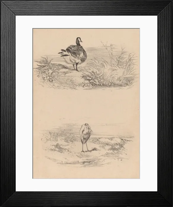 Framed Print : Oie, Heron. Creator: Karl Bodmer Framed Print : Oie, Heron. Creator: Karl Bodmer