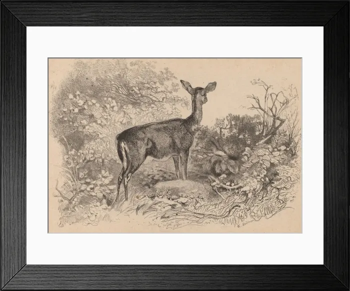 Framed Print : Une biche. Creator: Karl Bodmer Framed Print : Une biche. Creator: Karl Bodmer