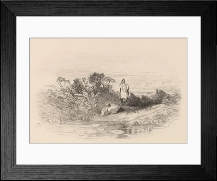 Framed Print : Les Deux Herons. Creator: Karl Bodmer Framed Print : Les Deux Herons. Creator: Karl Bodmer